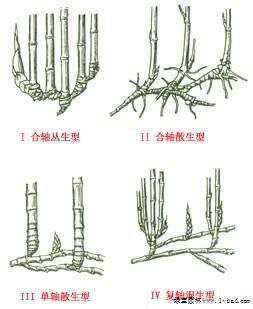 八門遁甲 竹子繁殖方式